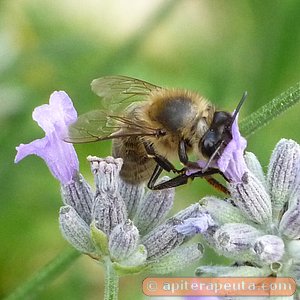 foto de abeja extrayendo nectar de flor de lavanda HD